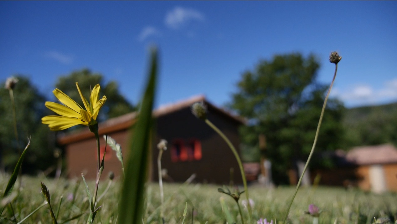 Maison-floue-et-fleur